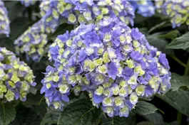 Bauernhortensie You & Me® 'Together' blau - Hydrangea You & Me® 'Together' blau