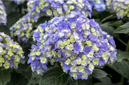 Bauernhortensie You & Me® 'Together' blau - Hydrangea You&Me® 'Together' blau