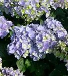 P2000308_3.jpg