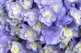 Bauernhortensie You & Me® 'Together' blau - Hydrangea You & Me® 'Together' blau