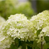 Frühling ist Rispenhortensien-Zeit Frühling ist Rispenhortensien-Zeit