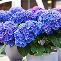 Hortensiendünger im Frühjahr und Sommer