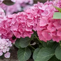 Der richtige Platz für Hortensien im Garten Der richtige Platz für Hortensien im Garten