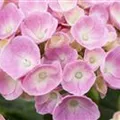 Nahaufnahme Blüten Bauernhortensie 'Bela' rosa