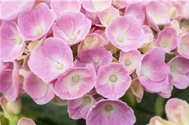 Bauernhortensie 'Bela' rosa - Hydrangea macrophylla 'Bela' rosa