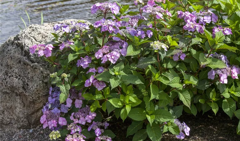 Alte Blütenstände entfernen