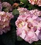 Fernaufnahme Bauernhortensie adula lila