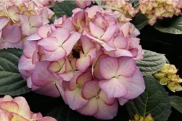 Bauernhortensie 'Adula' lila - Hydrangea macrophylla 'Adula' lila
