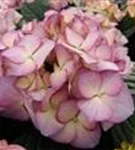 Mehrere Blüten einer Bauernhortensie adula lila