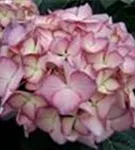Nahaufnahme Blüten Bauernhortensie adula lila