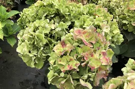 Bauernhortensie 'Adula' lila - Hydrangea macrophylla 'Adula' lila