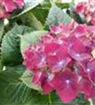 Blüten rot Hydrangea macrophylla 'Royal Red'® blau