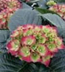 Blütenball Hydrangea macrophylla 'Royal Red'® blau