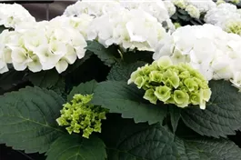 Bauernhortensie 'Bianco'® - Hydrangea macrophylla 'Bianco'®
