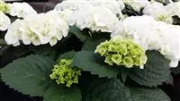 Hydrangea macrophylla 'Bianco'®