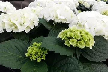 Hydrangea macrophylla 'Bianco'®