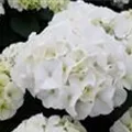 Weißer Blütenball Bauernhortensie Bianco