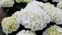 Hydrangea macrophylla 'Bianco'®