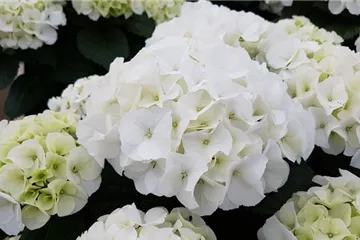 Hydrangea macrophylla 'Bianco'®