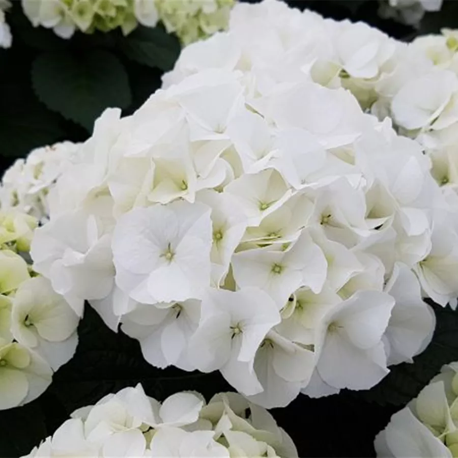 Weißer Blütenball Bauernhortensie Bianco
