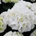 Weißer Blütenball Bauernhortensie Bianco