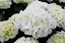 Bauernhortensie 'Bianco'® - Hydrangea macrophylla 'Bianco'®