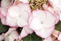 Hydrangea macrophylla 'Charm'®