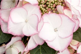 Tellerhortensie 'Charm'® - Hydrangea macrophylla 'Charm'®