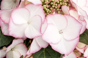 Hydrangea macrophylla 'Charm'®