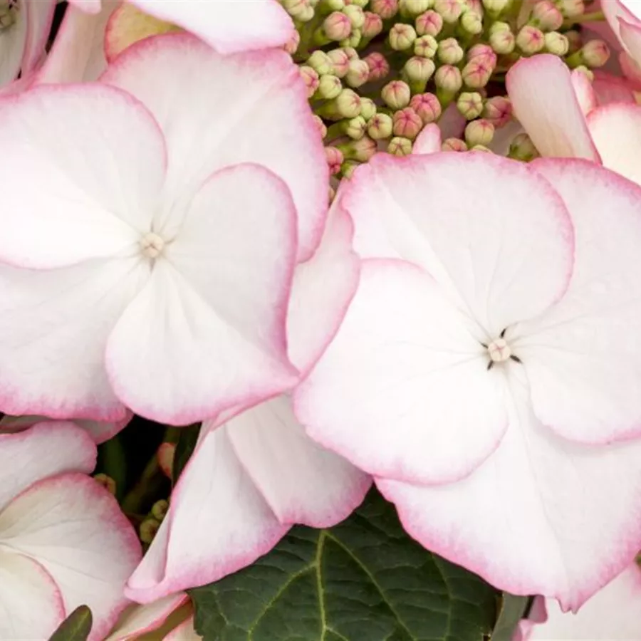 Hydrangea macrophylla 'Charm'®
