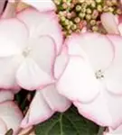 Hydrangea macrophylla 'Charm'®