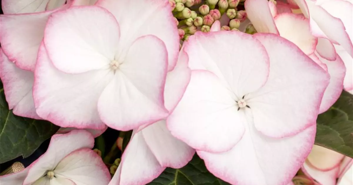 Hydrangea macrophylla 'Charm'®