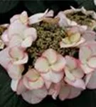 Tellerhortensie 'Charm'®