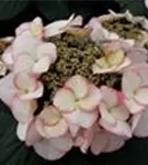 Tellerhortensie 'Charm'®