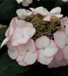 Hydrangea macrophylla 'Charm'® Knospen