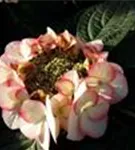 Hydrangea macrophylla 'Charm'® rosa