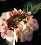 Hydrangea macrophylla 'Charm'® rosa