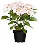 Tellerhortensie 'Charm'® rosa