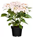 Tellerhortensie 'Charm'® rosa