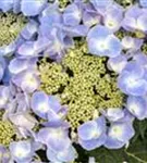 Hortensie Hydrangea macrophylla 'Frisbee'® Blue 