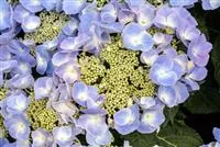Hydrangea macrophylla 'Frisbee'® Blue