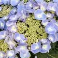 Hortensie Hydrangea macrophylla 'Frisbee'® Blue 