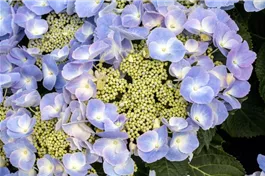 Tellerhortensie 'Frisbee'® Blue - Hydrangea macrophylla 'Frisbee'® Blue