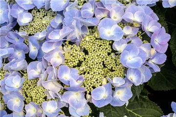 Hydrangea macrophylla 'Frisbee'® Blue