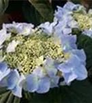 blau Hydrangea macrophylla 'Frisbee'®