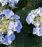 Blaue Tellerhortensie 'Frisbee'®