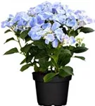Tellerhortensie 'Frisbee'® Blue