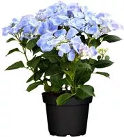 Hydrangea macrophylla 'Frisbee'® Blue