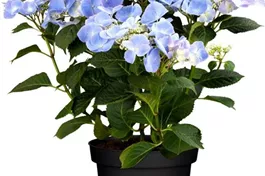 Tellerhortensie 'Frisbee'® Blue - Hydrangea macrophylla 'Frisbee'® Blue