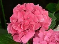 Hydrangea macrophylla 'Leuchtfeuer'